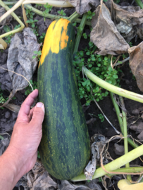 Pompoen Kalebas Lunch Lady, Cucurbita pepo
