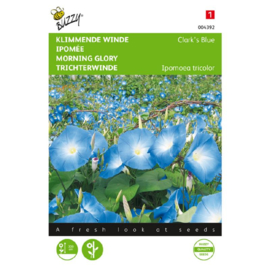 Ipomoea tricolor 'Clarks Blue', Klimmende Winde