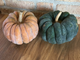 Pompoen 'Futtsu Black Early', Cucurbita moschata