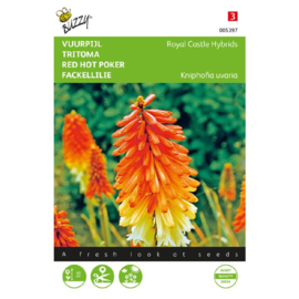 Kniphofia uvaria'Royal Castle Hybrids', Vuurpijl