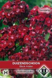 Dianthus barbatus 'Black Adder', Duizendschoon