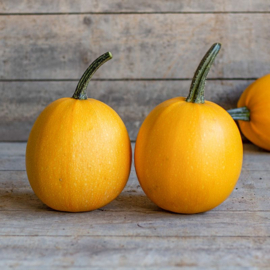 pompoen spaghettipompoen klein 'Unique F1' wordt 'Al Dente F1', Cucurbita pepo(uit assortiment)