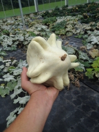 Pompoen acorn 'Yougoslavian Finger Green', Cucurbita pepo