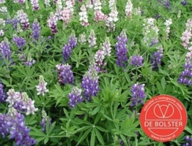 Lupinus nanus, kleine lupine Biologisch