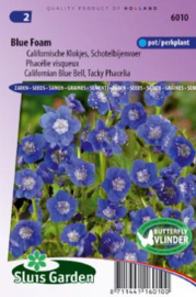 Phacelia viscida compacta 'Blue Foam', Californische Klokjes of Schotelbijenvoer