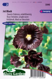 Alcea rosea 'Jet Black', Stokroos Zwart