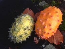 Hoornmeloen kiwano, Cucumis metuliferus