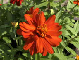 Zinnia marylandica 'Double Zahara Fire', Zinnia laag