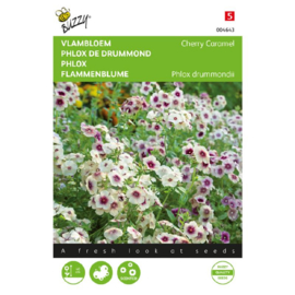 Phlox drummondii 'Cherry Caramel', Vlambloem