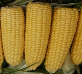 Suikermais 'Earlibird F1', Zea mays convar. saccharata