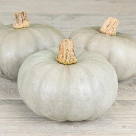 Pompoen kabocha 'Leckor F1', Cucurbita maxima Biologisch