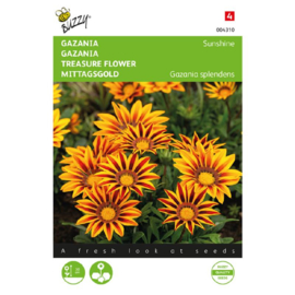 Gazania splendens 'Sunshine', Gazania