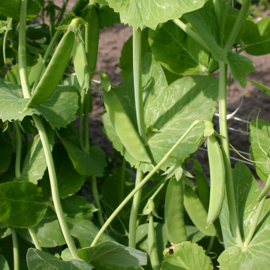 Rijspeul 'Heraut', Pisum sativum Biologisch