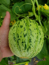 Kantaloepmeloen ananasmeloen 'Oranje Ananas', Cucumis melo