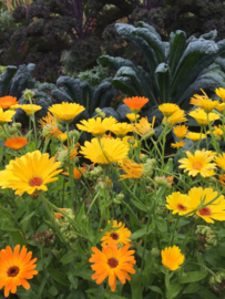 Calendula officinalis 'Simplicity', Goudsbloem