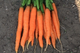 Zomerwortel 'Amsterdamse Bak 2', Daucus carota sativus Biologisch