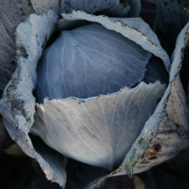 Rode kool 'Langedijker Bewaar 2', Brassica oleracea var. rubra Biologisch