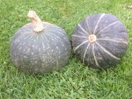 Pompoen 'Groene Hokkaido', Cucurbita maxima Biologisch