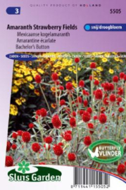 Gomphrena haageana 'Strawberry Fields', Mexicaanse kogelamaranth