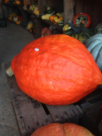 Pompoen 'Golden Hubbard', Cucurbita maxima