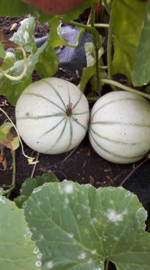 Kantaloupmeloen suikermeloen 'Stellio F1', Cucumis melo