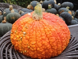 pompoen 'Rote Warze', Cucurbita maxima