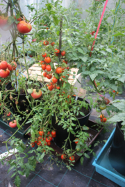 Cherrytomaat 'Rambling Red Stripe', Solanum lycopersicum