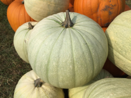 Pompoen halloween 'Moonshine F1', Cucurbita pepo
