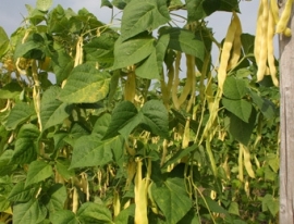 Stoksnijboon 'Golden Gate', Phaseolus vulgaris Biologisch