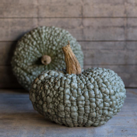 Pompoen 'Buen Gusto', Cucurbita maxima
