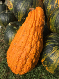 Pompoen Kalebas Lunch Lady, Cucurbita pepo