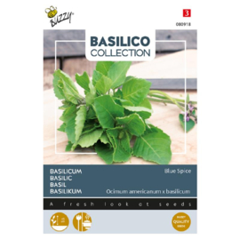 Basilicum vanille 'Blue spice', Ocimum americanum x basilicum