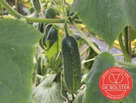 Augurk 'Hokus', Cucumis sativus Biologisch