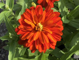 Zinnia marylandica 'Double Zahara Fire', Zinnia laag