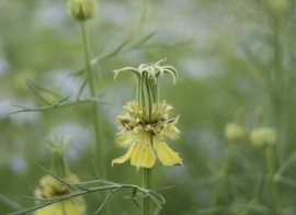 Nigella orientalis 'Transformer', Juffertje in het groen