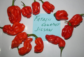 Peper 'Fatalii Gourmet Jigsaw'(de heetste), Capsicum chinense