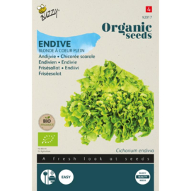 Andijvie  'Blonde à coeur plein', Cichorium endiva Biologisch