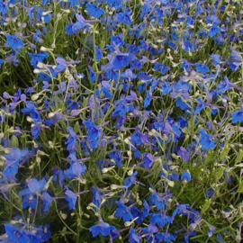 Delphinium grandiflorum, Siberische- chinese Ridderspoor Biologisch (Voorlopig niet leverbaar)