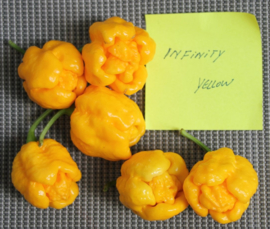 Peper '7 Pot Infinity Yellow', Capsicum chinense