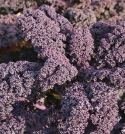 Boerenkool rode 'Scarlet', Brassica oleracea var. laciniata