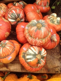 Pompoen 'Turkse Muts', Cucurbita maxima