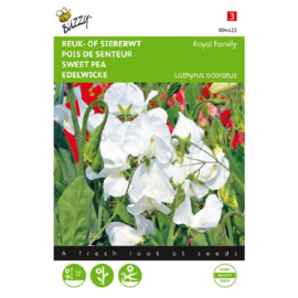Lathyrus odoratus 'Royal Family White', Reukerwt