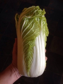 Chinese kool 'Granaat', Brassica rapa var. pekinensis Biologisch