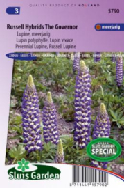 Lupinus polyphyllus 'Russel The Governor', Lupine