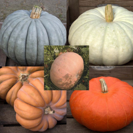 Pompoen eetbare mix 'Mixture Big', Cucurbita maxima/moschata/pepo