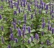 Agastache foeniculum, Dropplant Biologisch