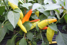 Peper 'Aji Blanco Cristal', Capsicum baccatum