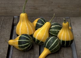 Pompoen kalebas 'Pear Bicolor', Cucurbita pepo