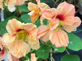 Tropaeolum majus 'Salmon Gleam', Oost Indische Kers rankend