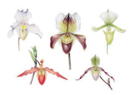 Dubbele kaart Paphiopedilum studie